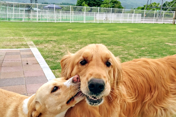 みどりのドッグラン